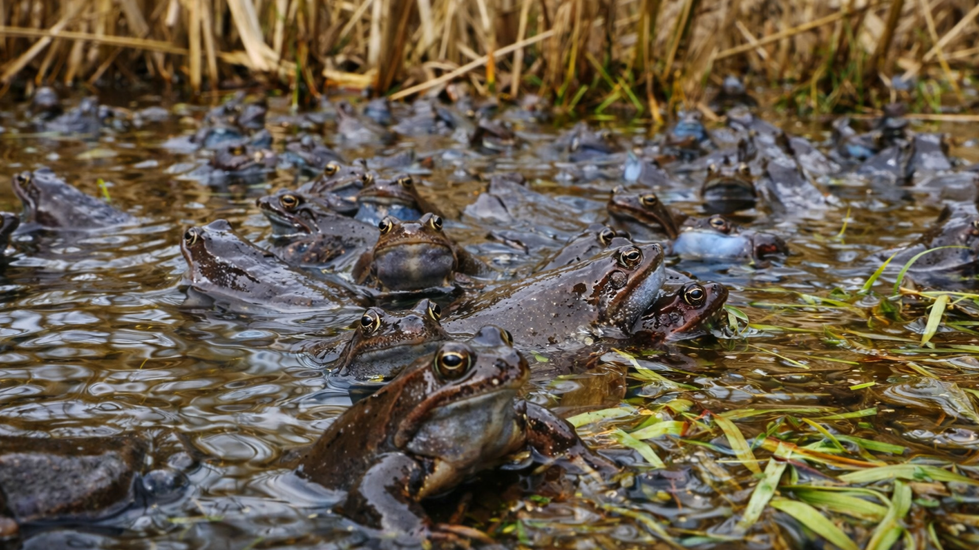 I didn’t expect to see so many frogs