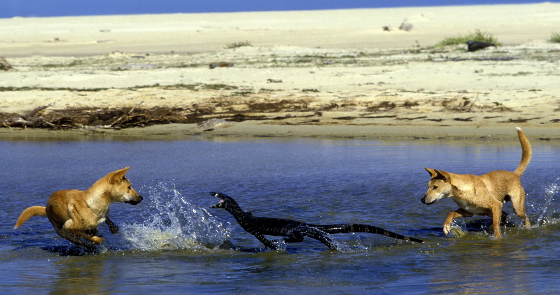 How shared risk and coordination transformed predator success