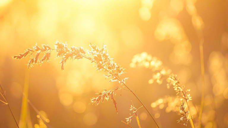 What is the Golden Hour in a day and how manifesting during this time ...