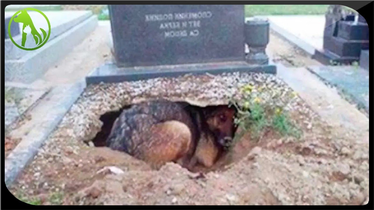 Dog refuses to leave grave, until one woman realizes she’s hiding something