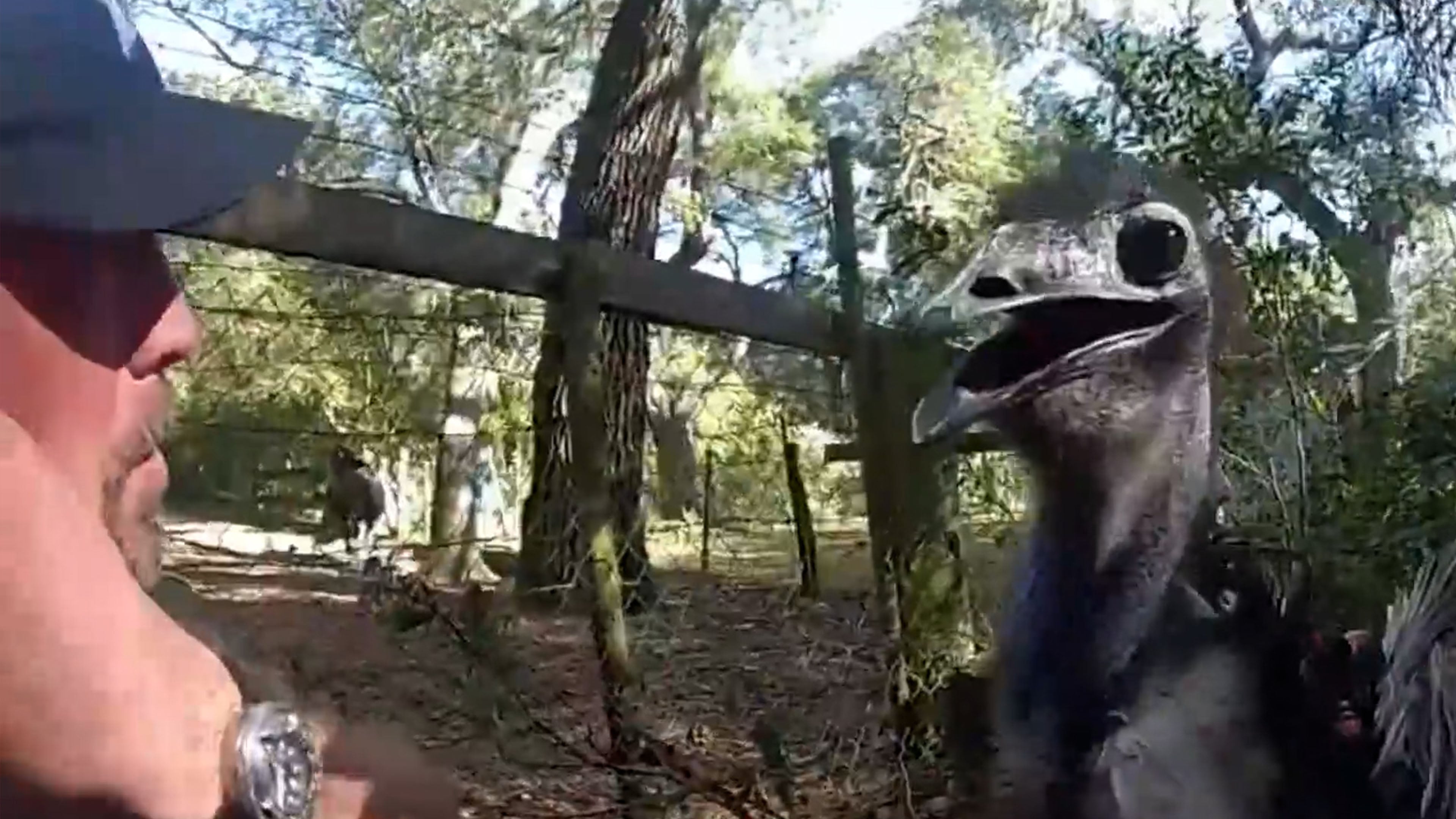 Runaway emu ignores commands, sparks chase before being safely returned ...