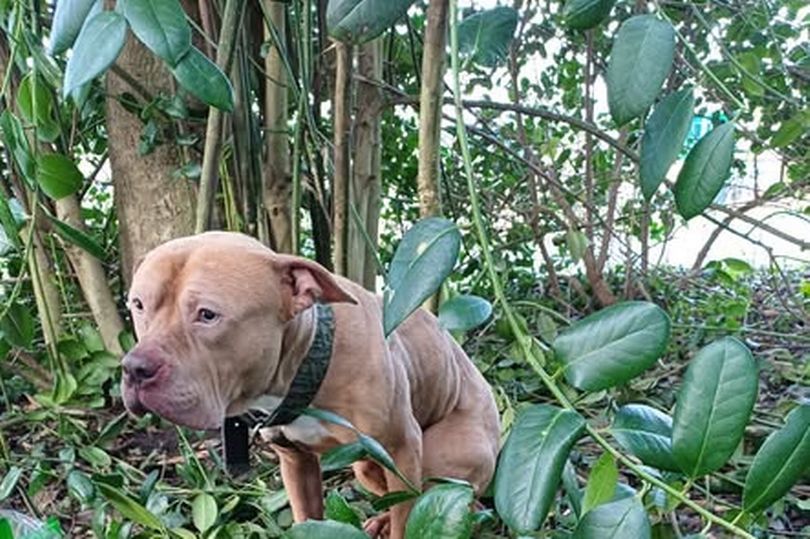 Appeal launched after dog found tied up in bushes