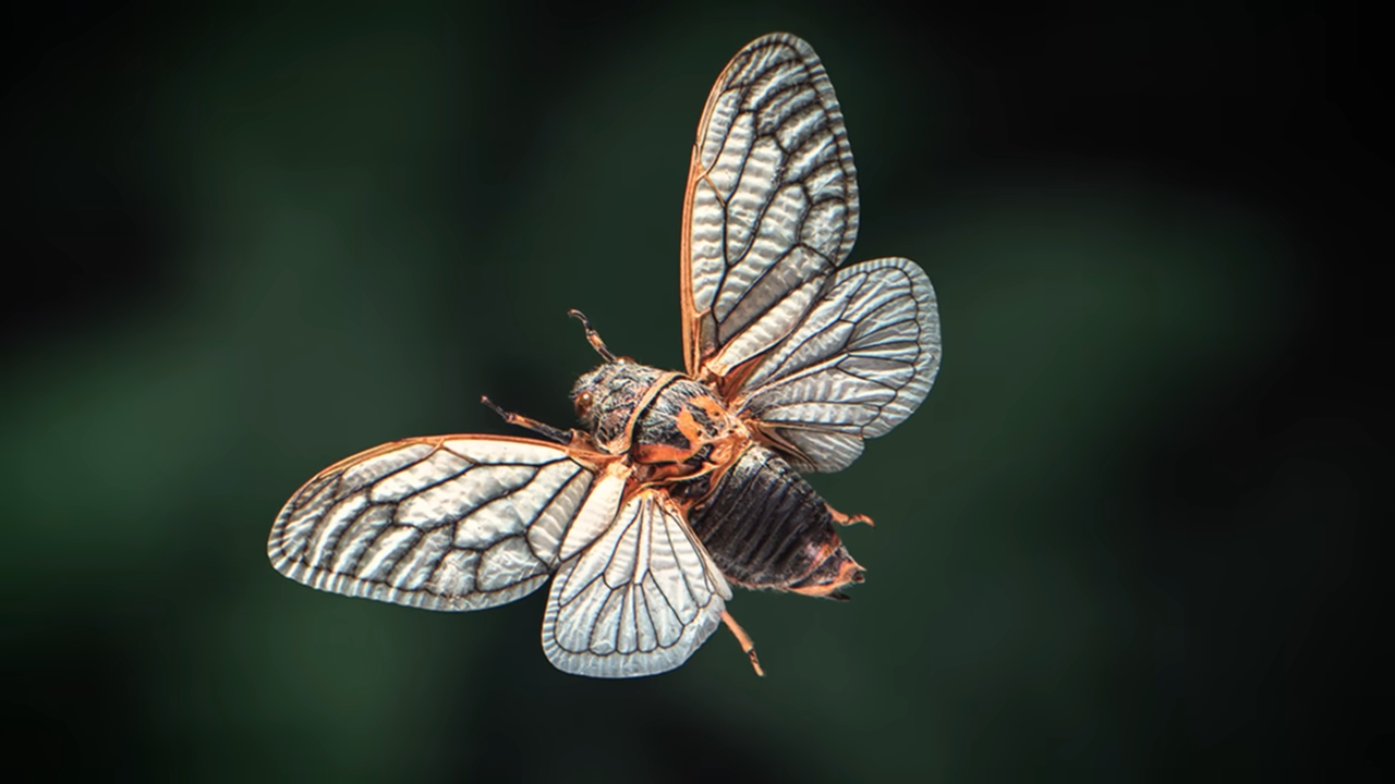 This is the longest childhood in the insect world