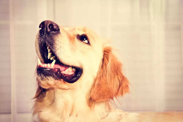 Dog barking after midnight: Superstition or science