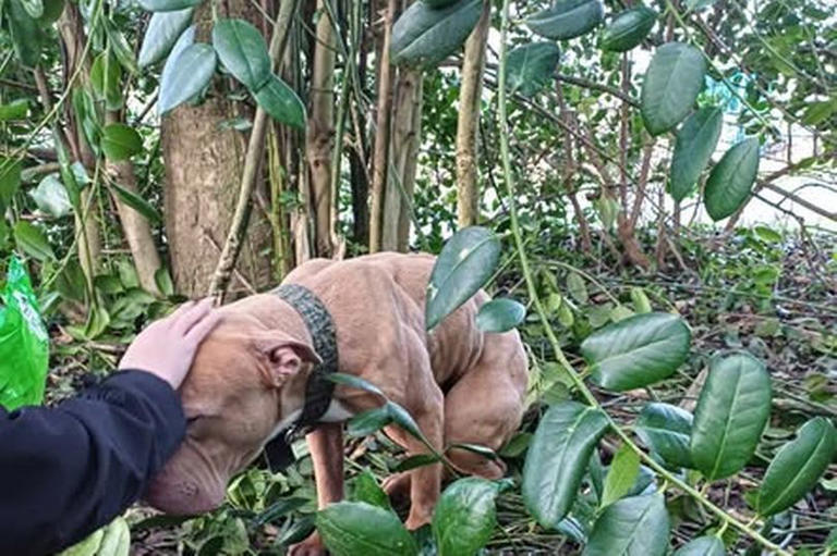 Appeal launched after dog found tied up in bushes