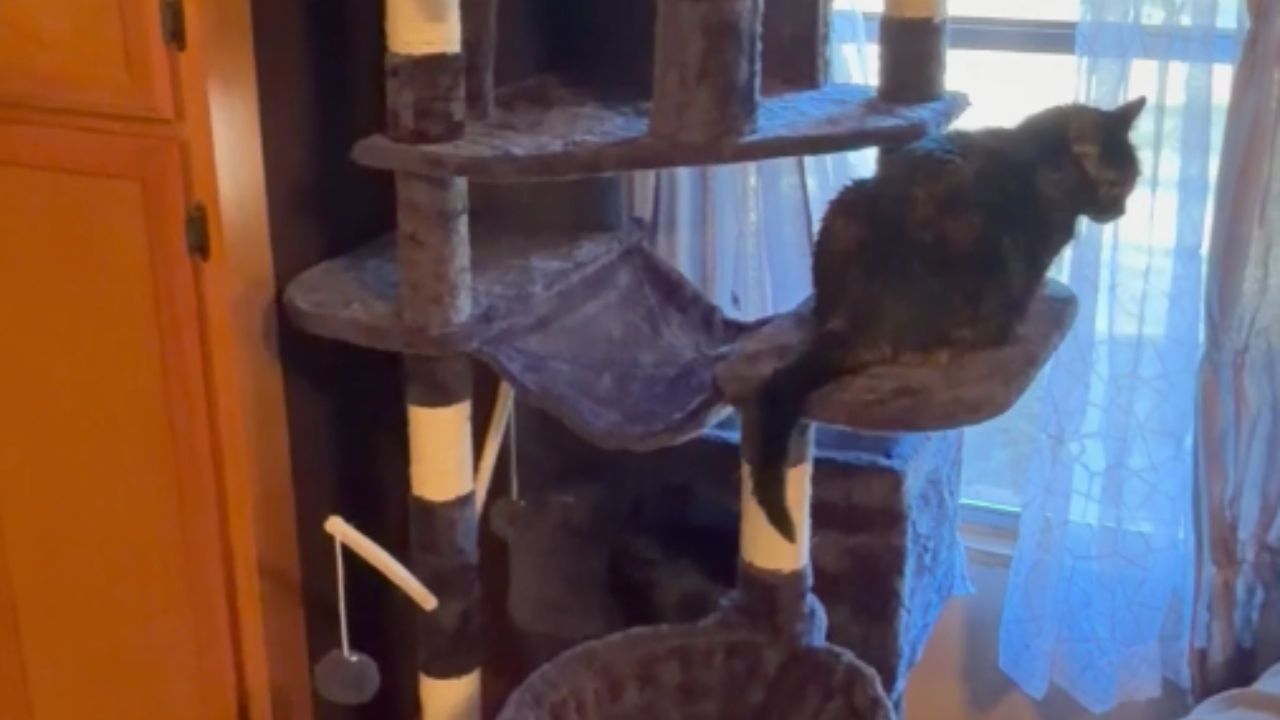 Christmas joy: Kitties receive a cozy cat tree house from their ...