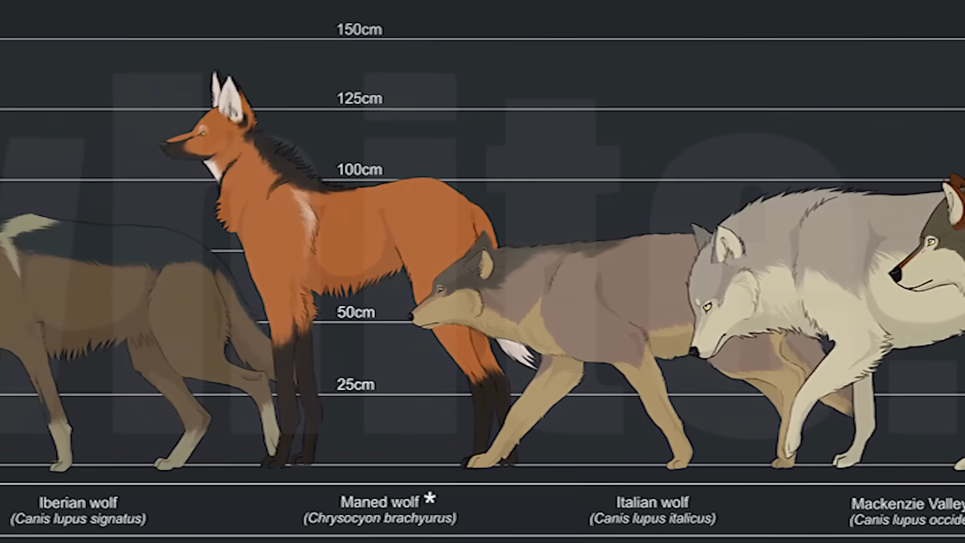 Why size alone does not determine where dogs rank
