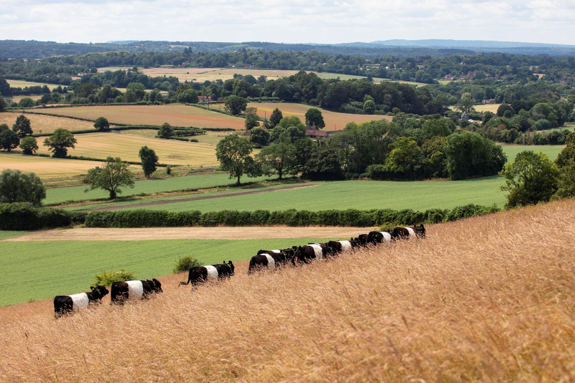 Positive change for Sussex and Surrey family farms but more work is ...