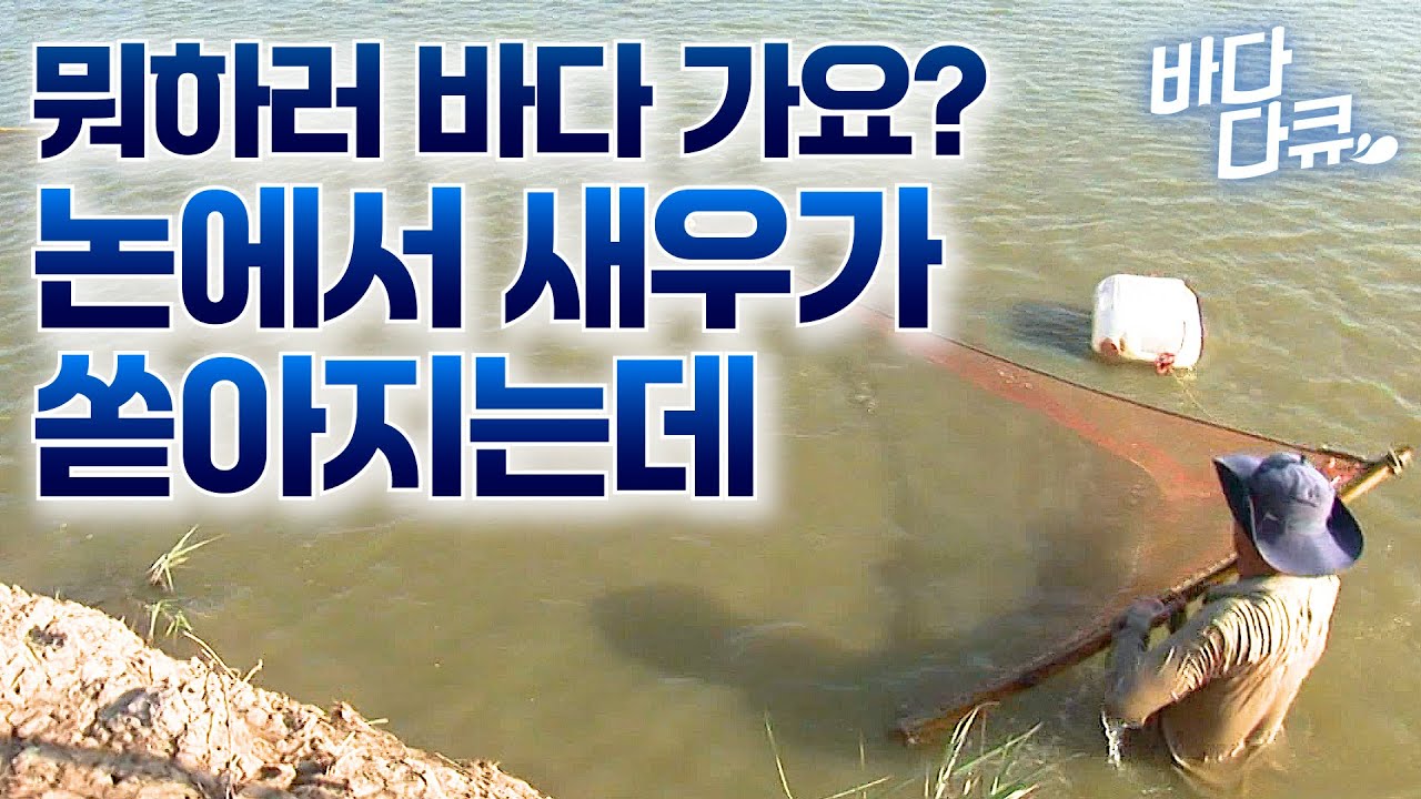 한국은 이거 안된대요? 논에서 새우 쓸어 담고 한국에 절반 수출하는 나라 / 베트남 새우 양식장 / #바다다큐 | Watch