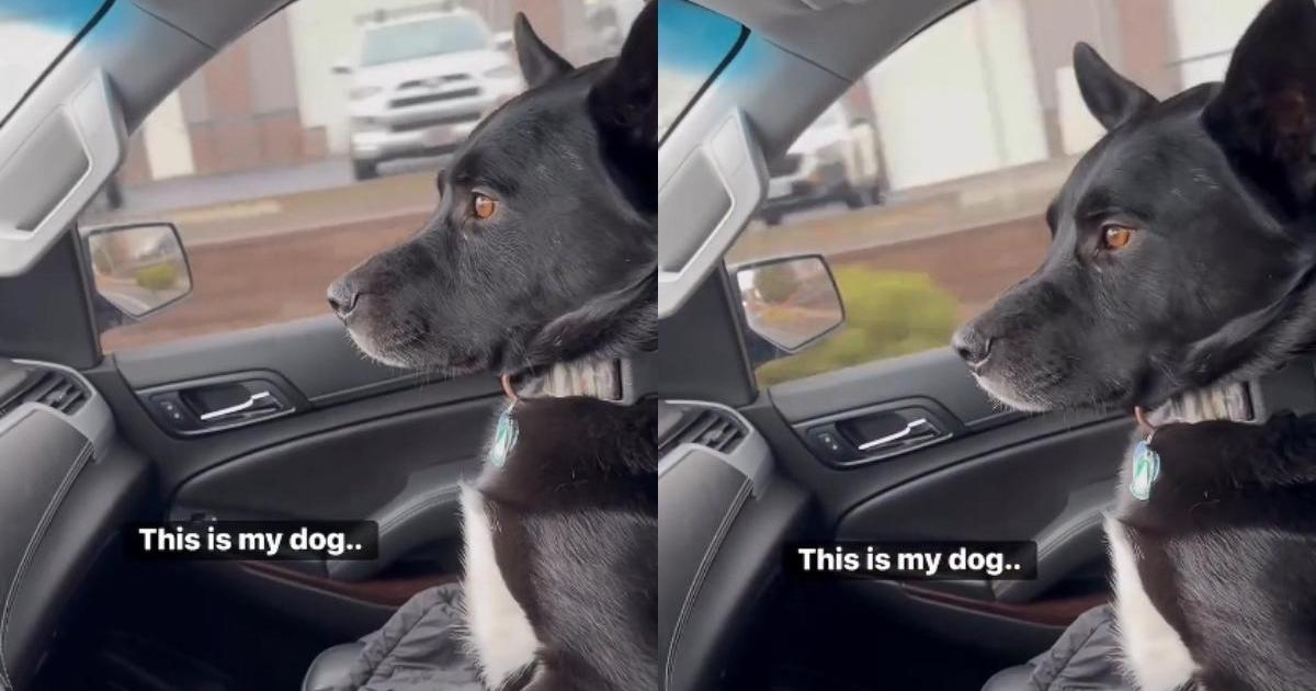 Dog takes riding in the car very seriously in this video