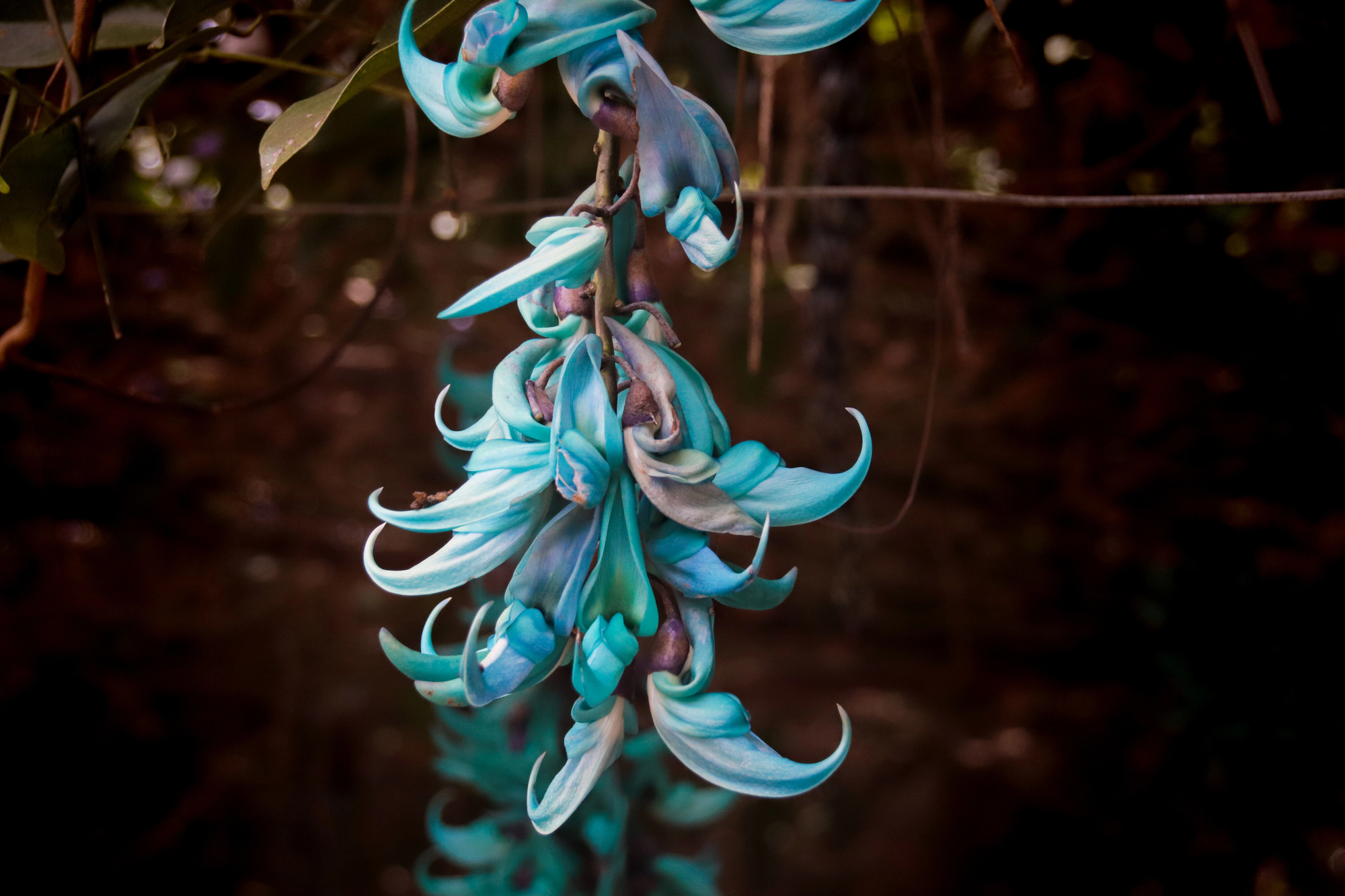 Rarest flowers in the world