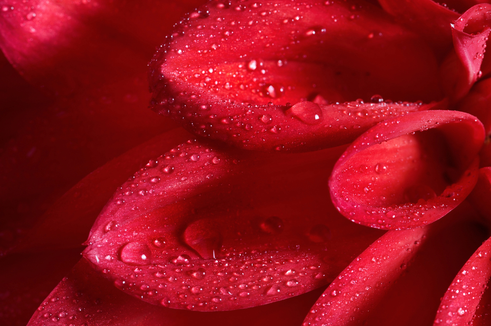 Rarest flowers in the world