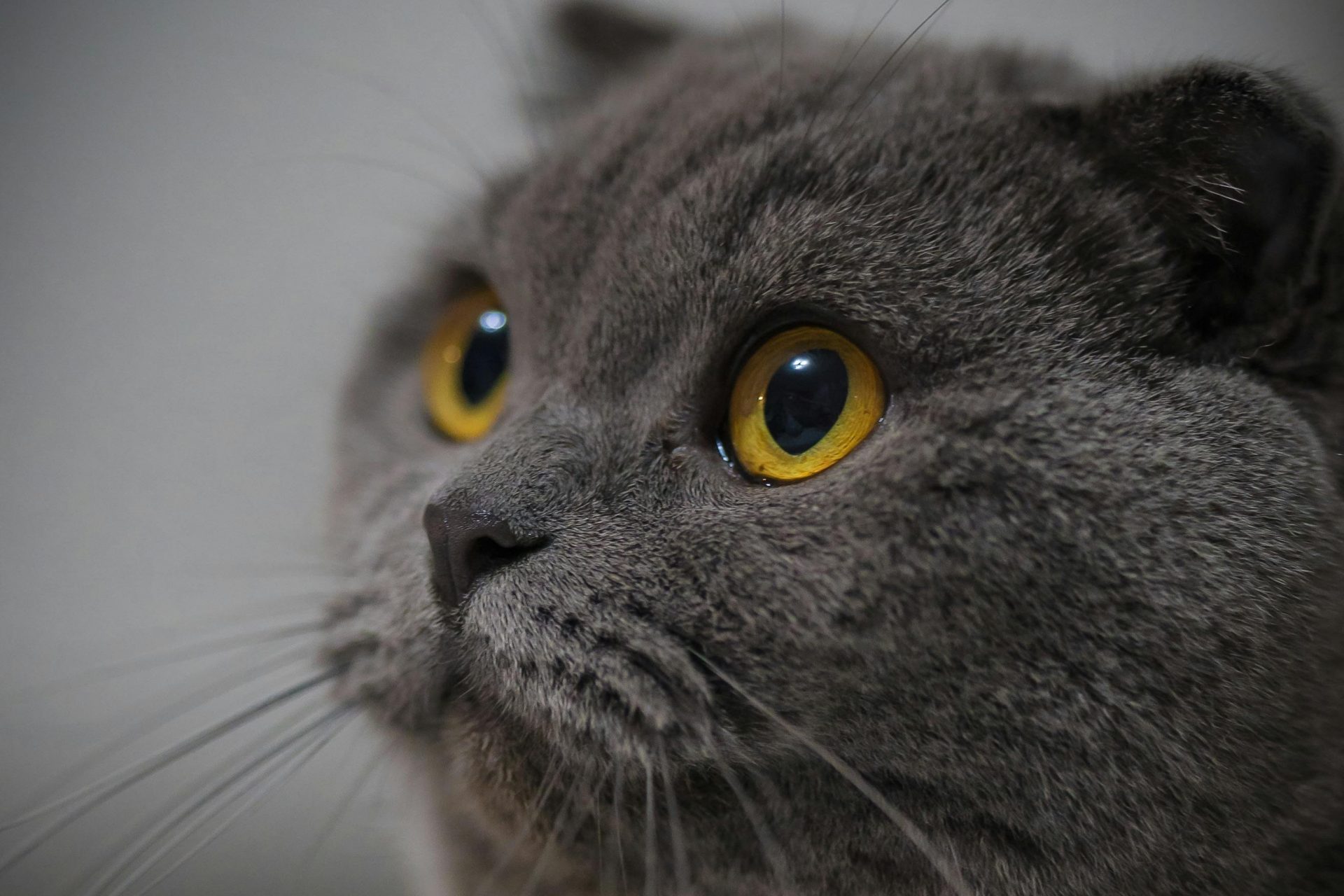 These cats have the lowest life expectancies of all domestic breeds