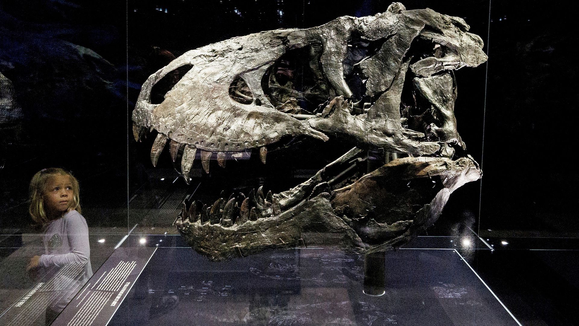 Dinosaurier: Tyrannosaurus rex erreichte seine volle Größe erst mit 35