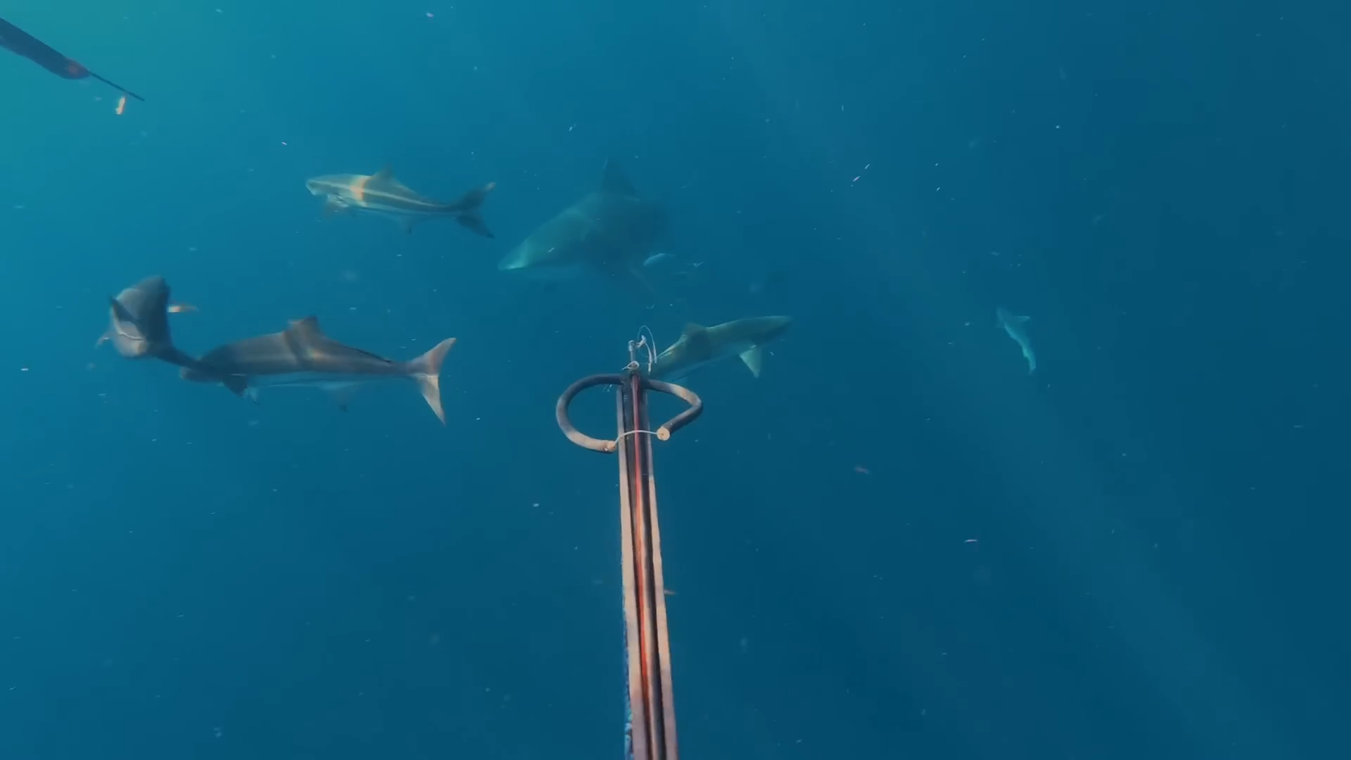 We dropped in with bull sharks already circling – don't try this
