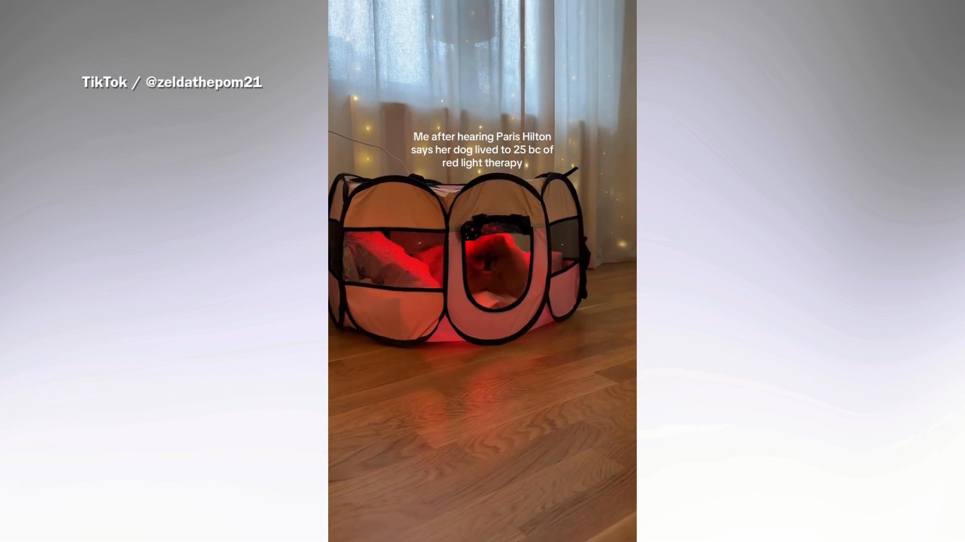 Owners try red light therapy on their dogs, but does it do anything?