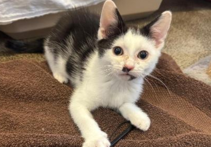 17 charming dogs and cats at Merseyside RSPCA centres searching for ...