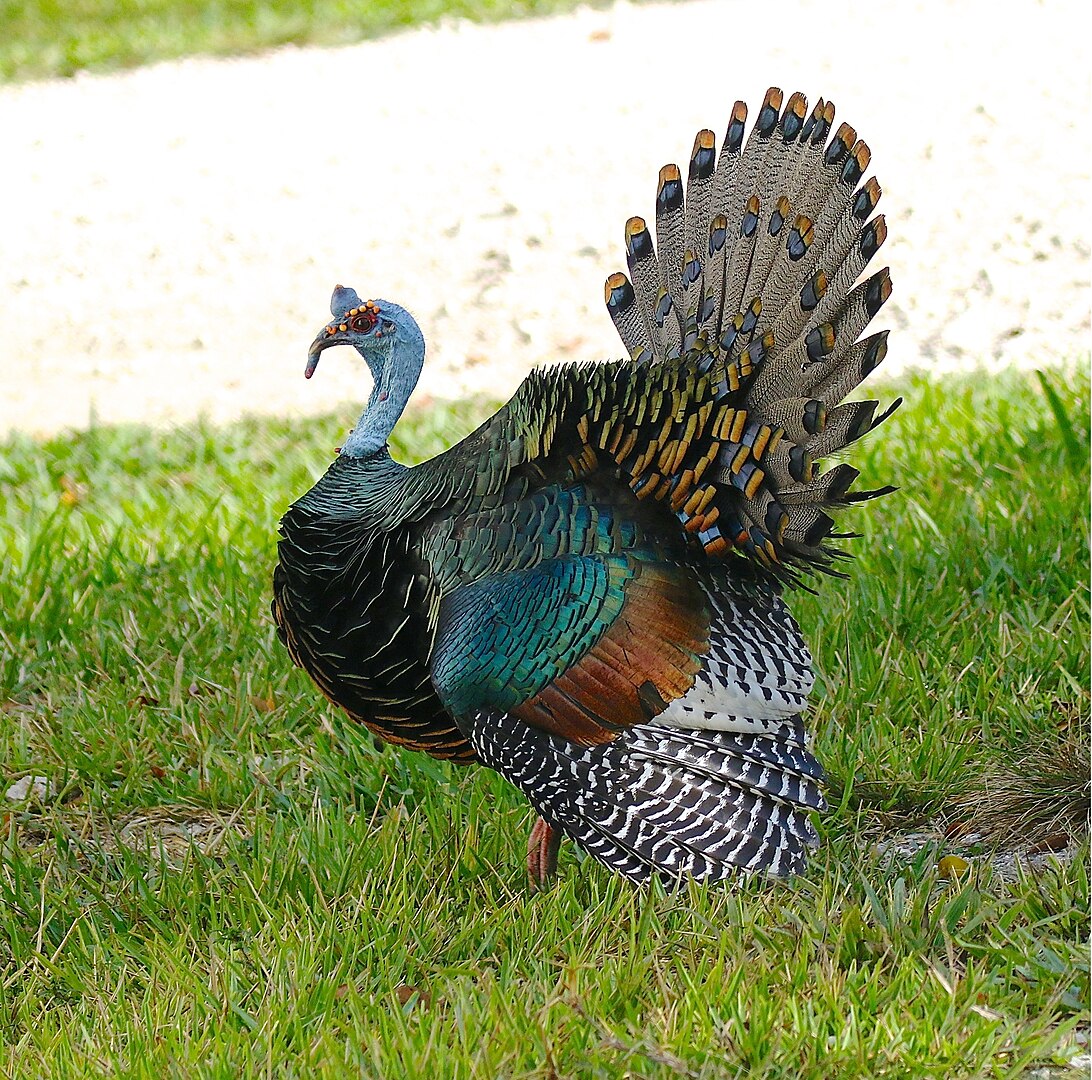 12 wild turkey behaviors that predict morning movement