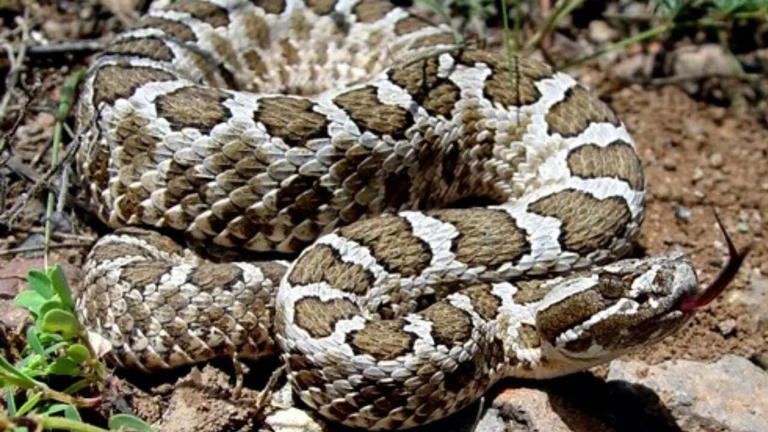 Snakes that can survive in cold climates; from Siberian pit viper to ...