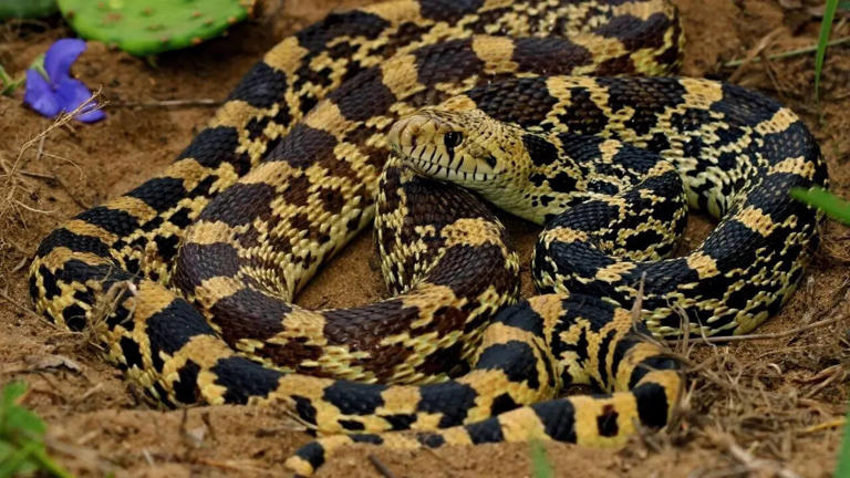 Curated visual reference: Gallery Detail: Snakes That Can Survive In Cold Climates From Siberian Pit