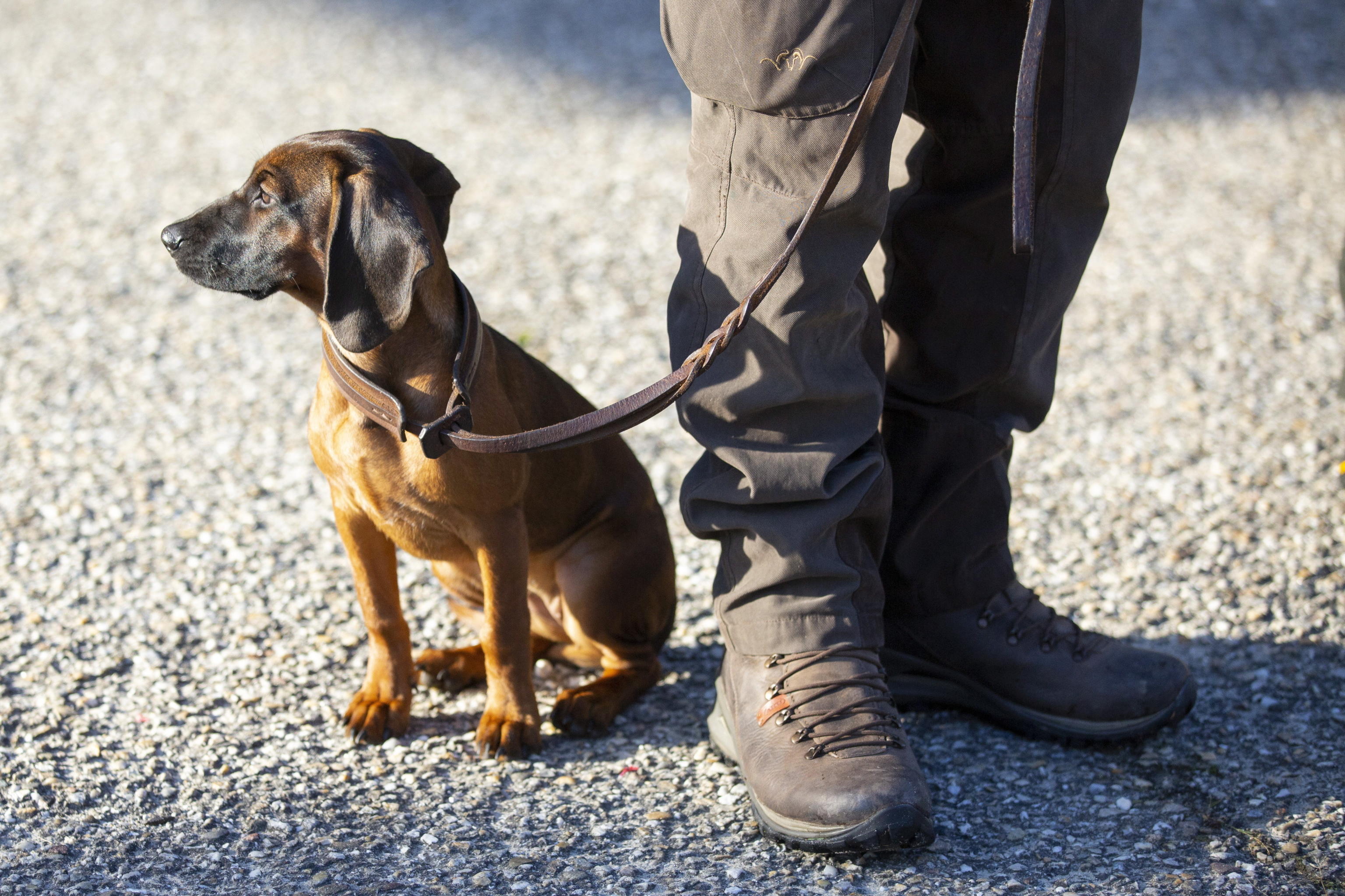 Cane da caccia finisce in canalone nell'Imperiese, salvato da elicottero
