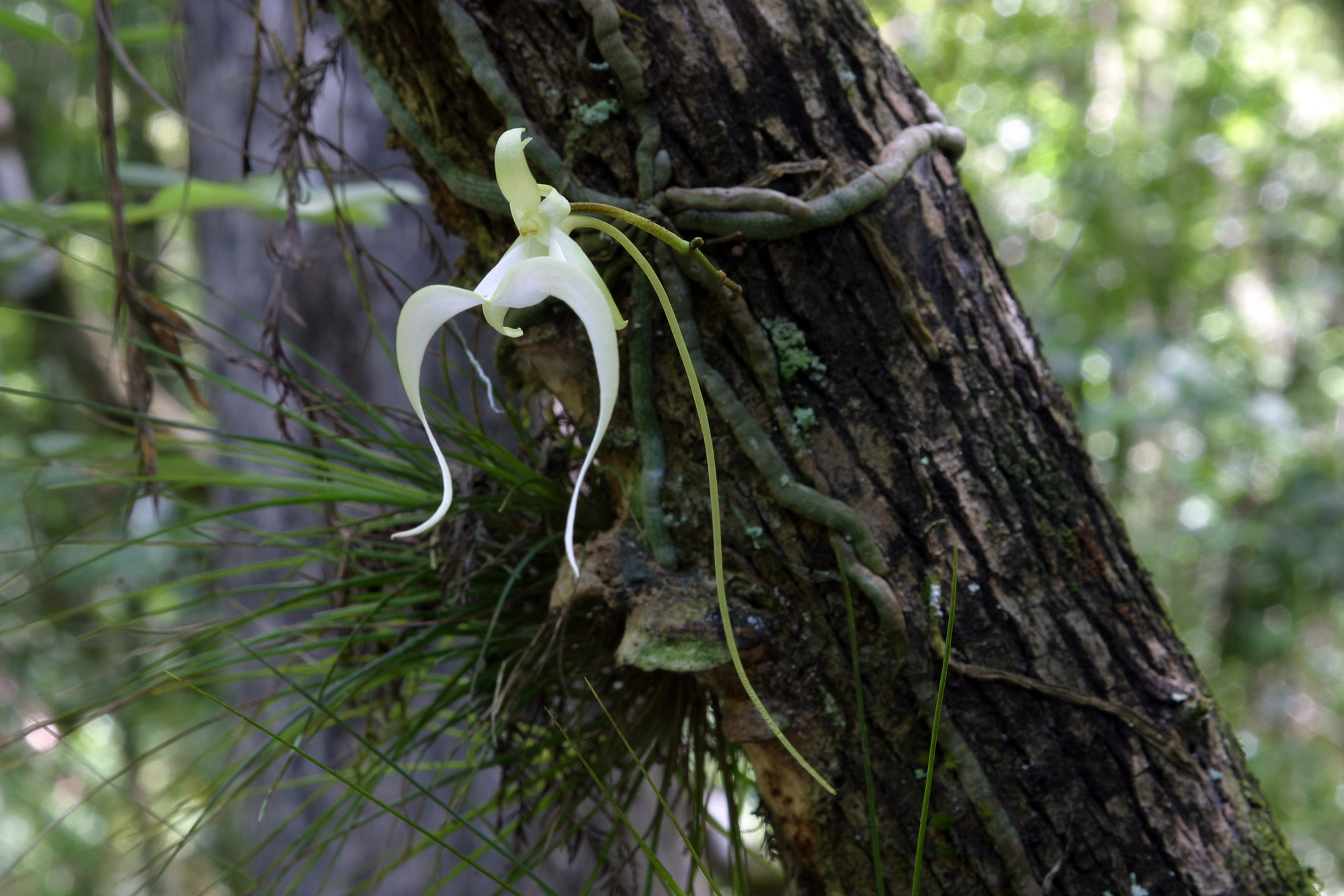 Rarest flowers in the world
