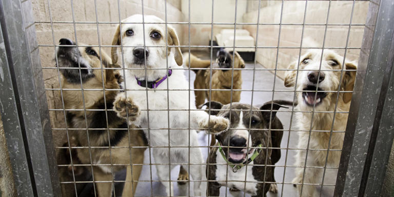 Vet reveals 3 easy dog breeds perfect for first-time owners