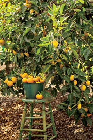 harvesting persimmons