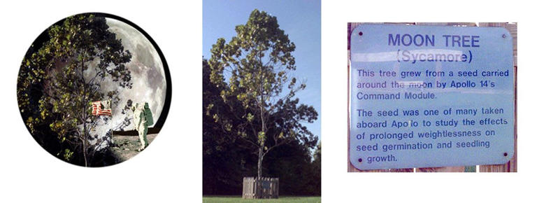 What happened to the “moon trees” that traveled to space with Apollo 14?