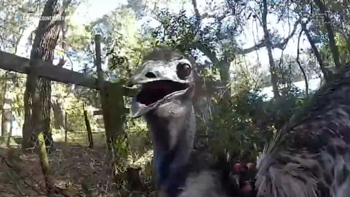 Florida deputy goes viral after 'handcuffing' a runaway emu in wild ...