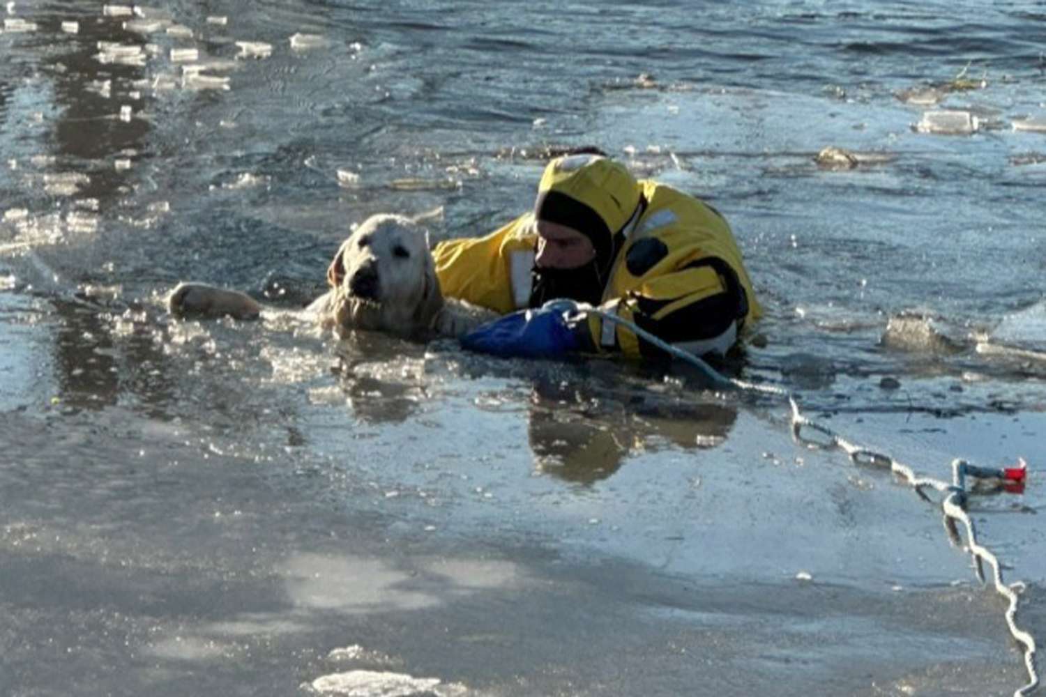 Golden retriever survives 30 minutes in frigid water after falling ...