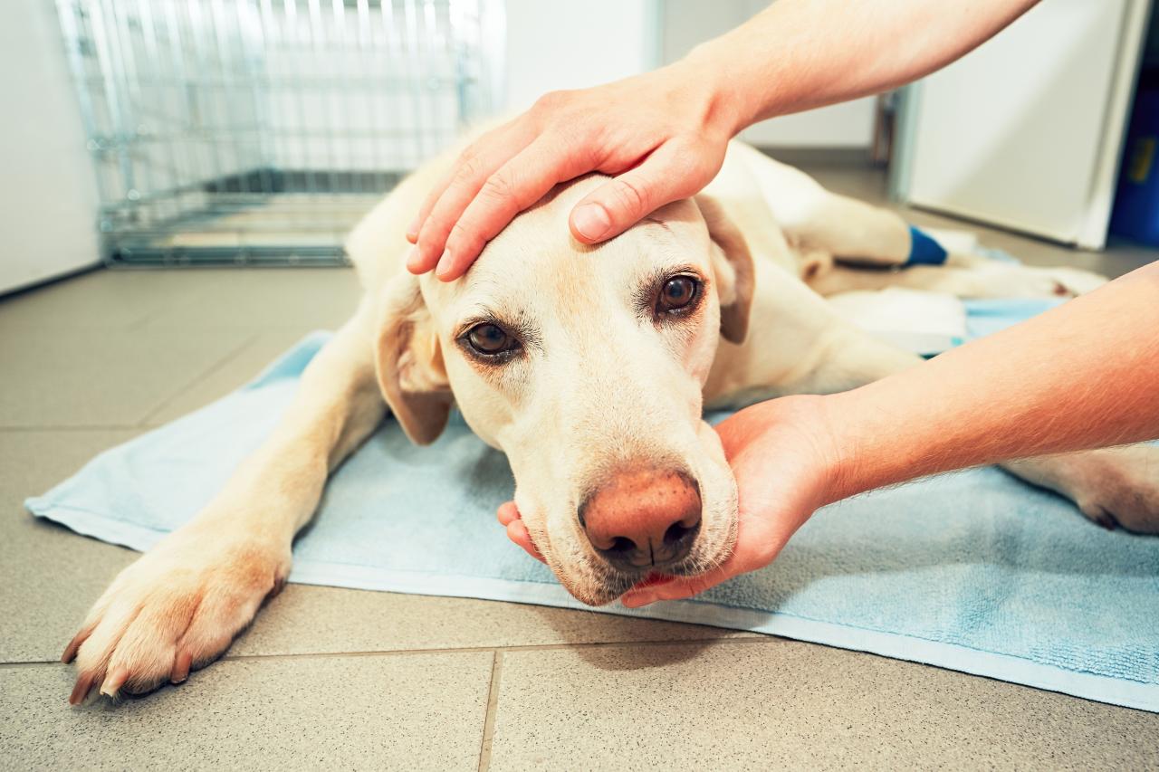 Convulsão em cachorro: primeiros socorros e alerta
