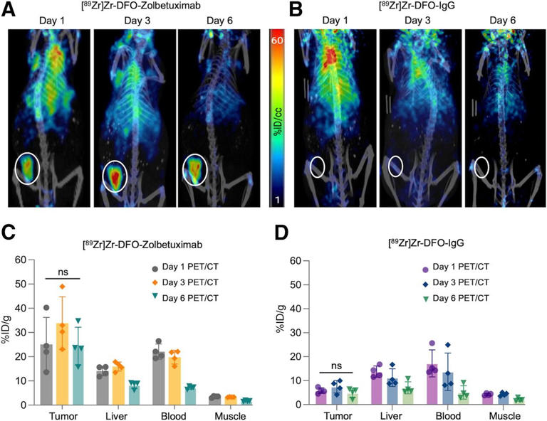 Novel theranostic model shows curative potential for gastric and ...