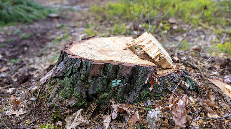 The non-invasive method that'll make removing a tree stump easier