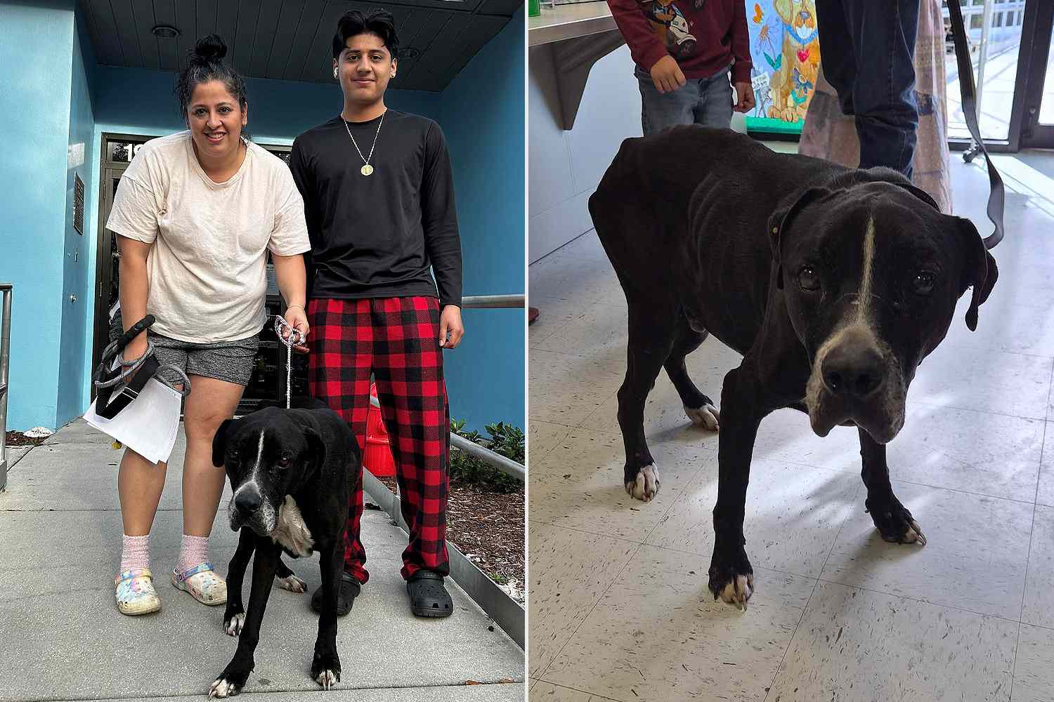 Missing microchipped dog returns as skinny stray and reunites with ...