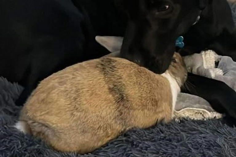 One of the world's oldest pet rabbits dies in Hull after 15 happy years