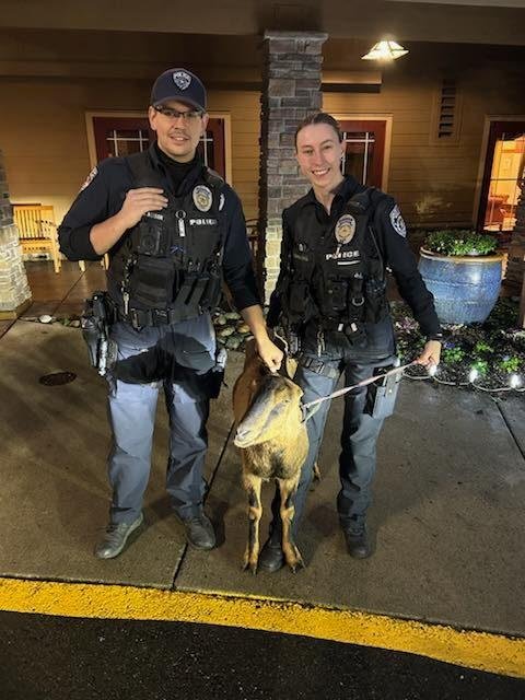 Goat 'detained' for trying to break into retirement community