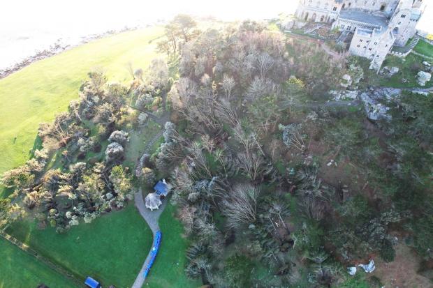 The true number of trees lost across Cornwall to storm Goretti not known
