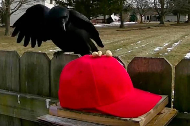 Man 'trains' crows to attack MAGA hats - and shares how you can do it too
