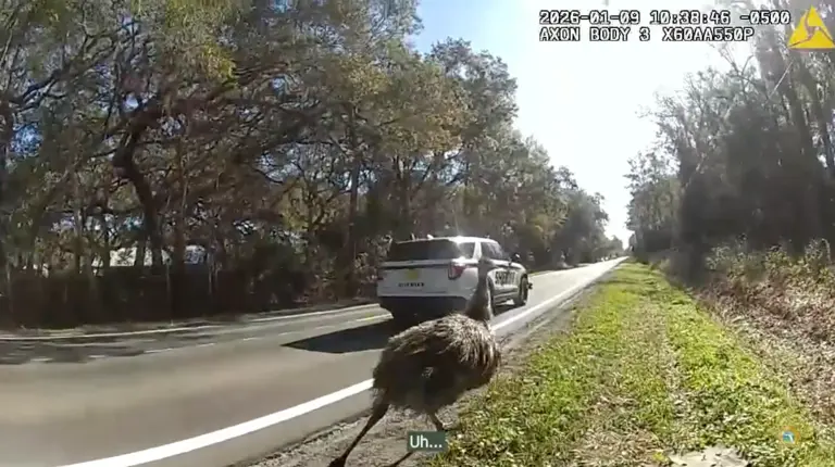 See it: Runaway emu handcuffed by Florida sheriff's deputy after ...