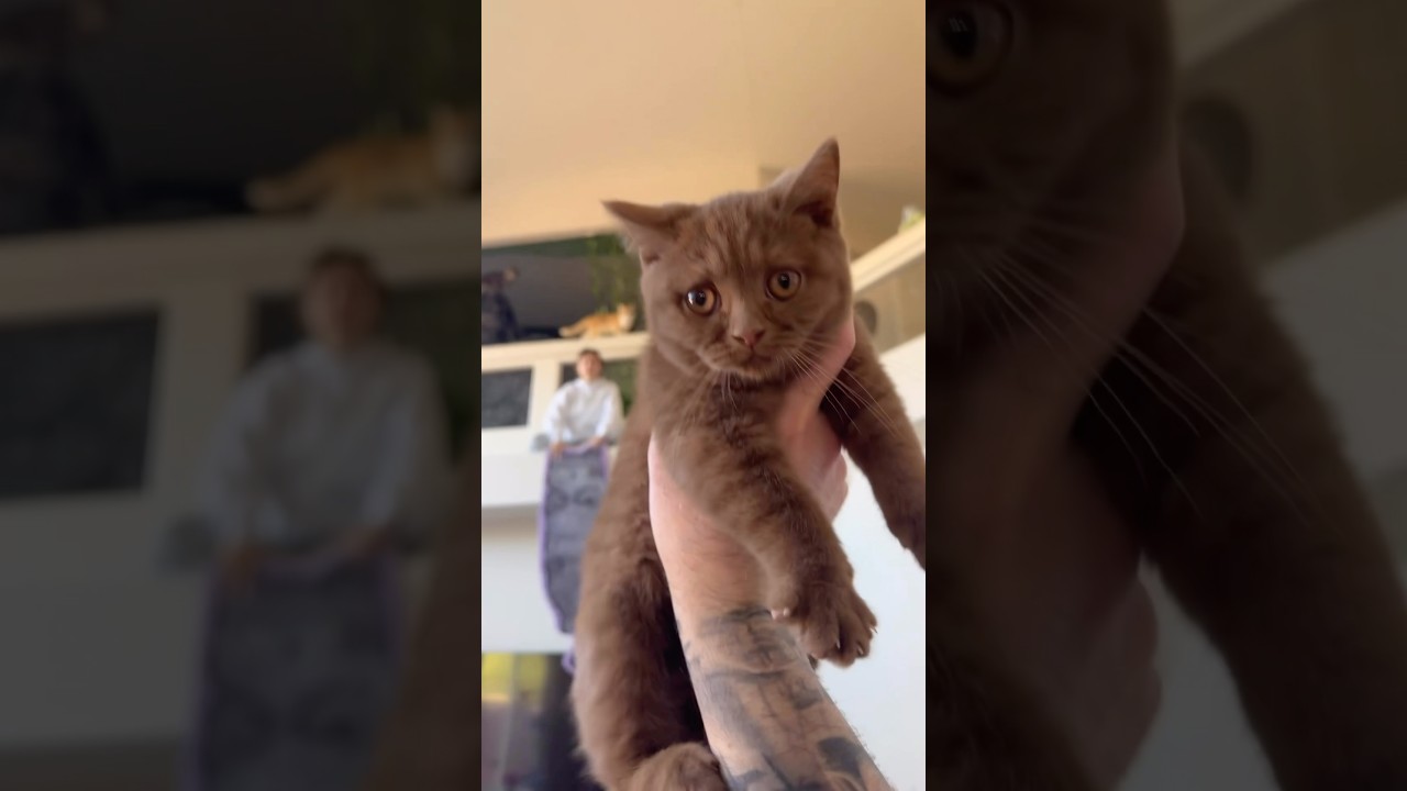 Our household falls under new cat’s playful rule