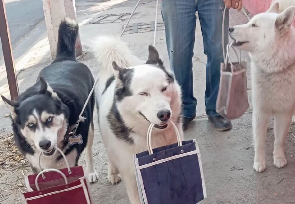 Perros cargando bolsas de mercado protagonizan video que fue confundido ...