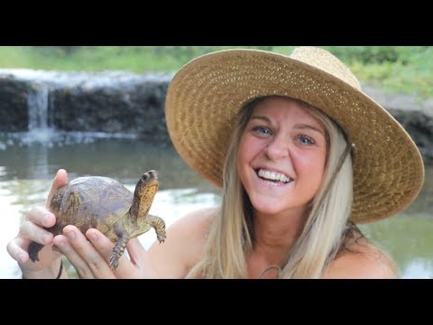 Expert investigation determines if box turtles are capable of swimming