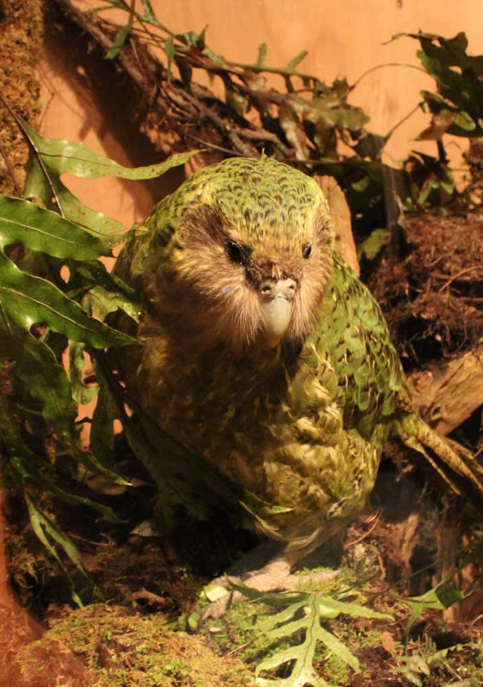 The kakapo, world’s rarest parrot, just started breeding again after ...