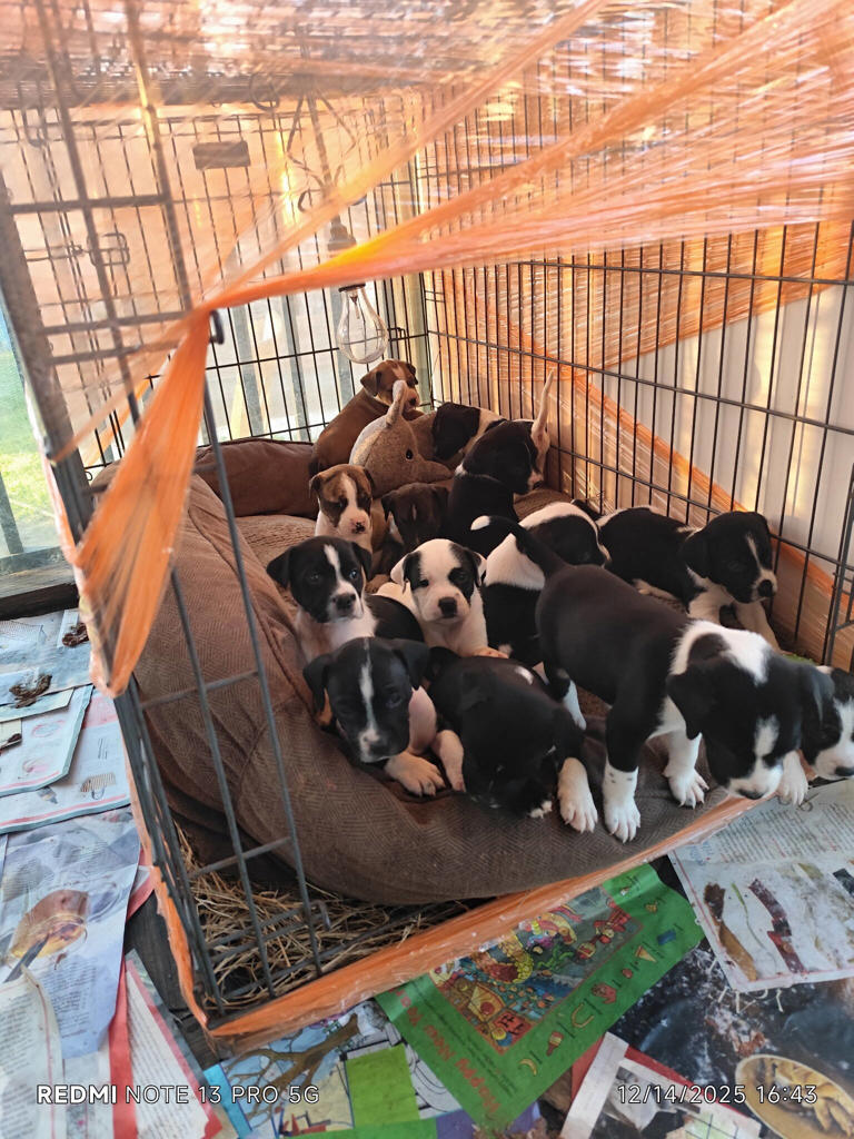 Shelter staff can't believe their eyes when 21 puppies arrive at their door