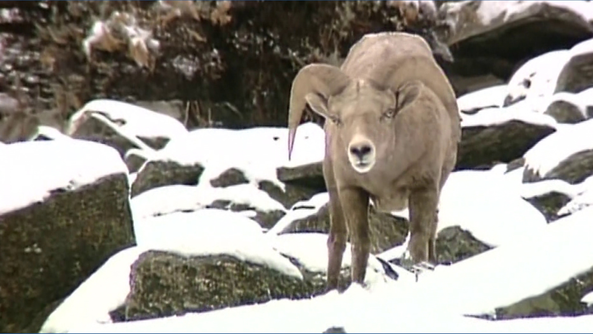 IDFG: Bighorn sheep to be lethally removed from Owyhee Mountains