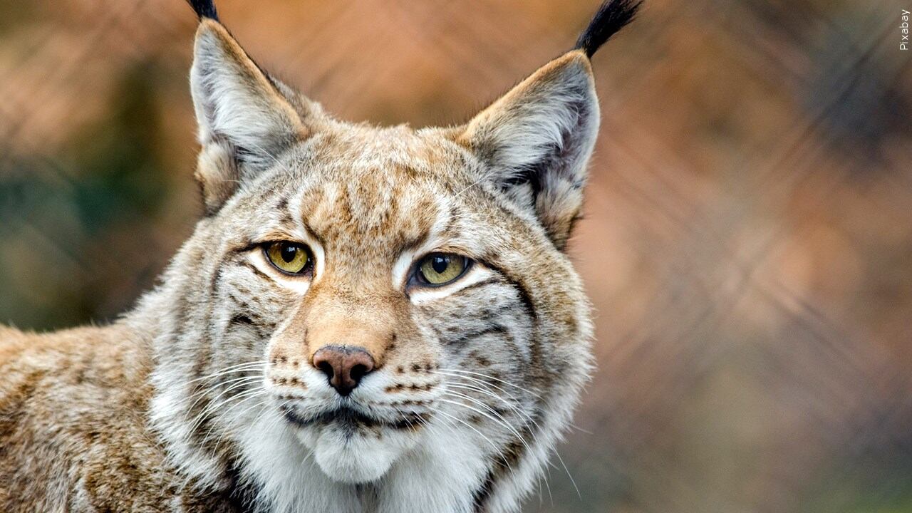 Officials warn of potential rabies outbreak linked to bobcat attacks ...