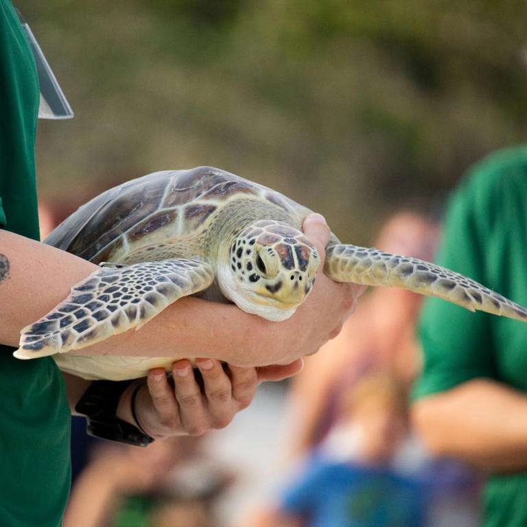 Brevard Zoo celebrates release of rehabilitated sea turtles Bling and ...