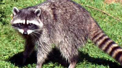 Rabies alert: Bryan County raccoon tests positive