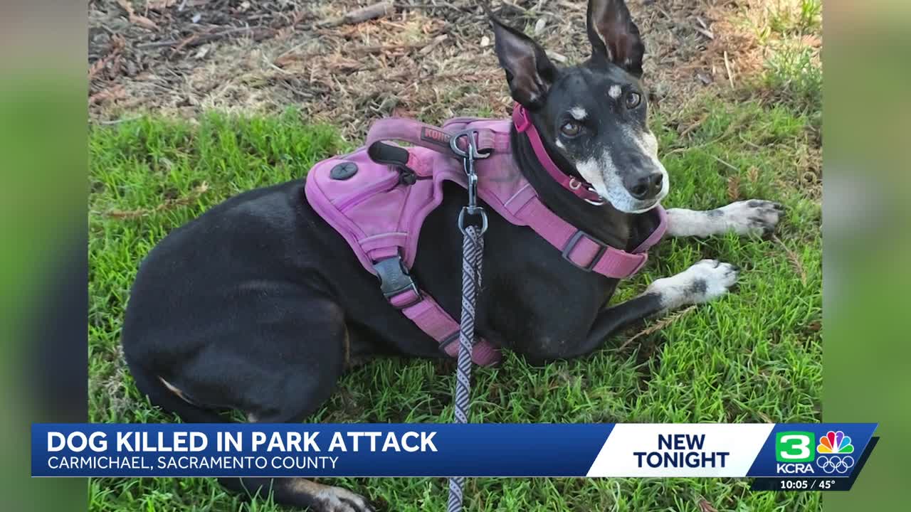 Sacramento woman mourns dog killed in attack at Carmichael Park